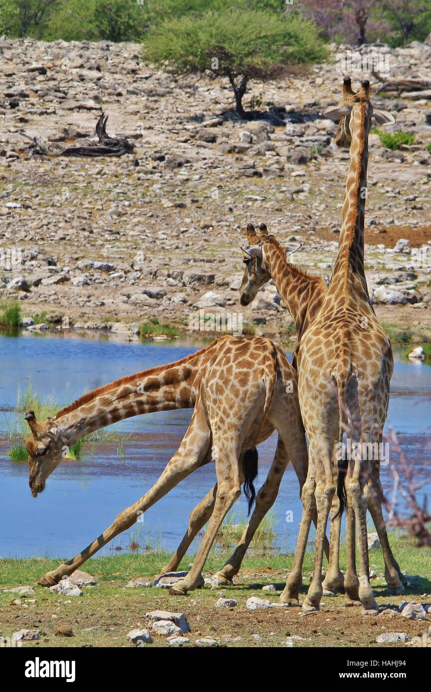 Giraffe - afrikanische Tierwelt-Hintergrund - Hälse des Kampfes schwingen Stockfoto