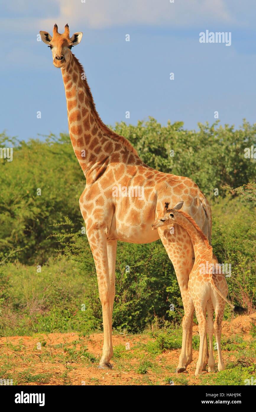 Giraffe - African Wildlife Hintergrund - Tierbabys und Mütter Leben zu lieben Stockfoto