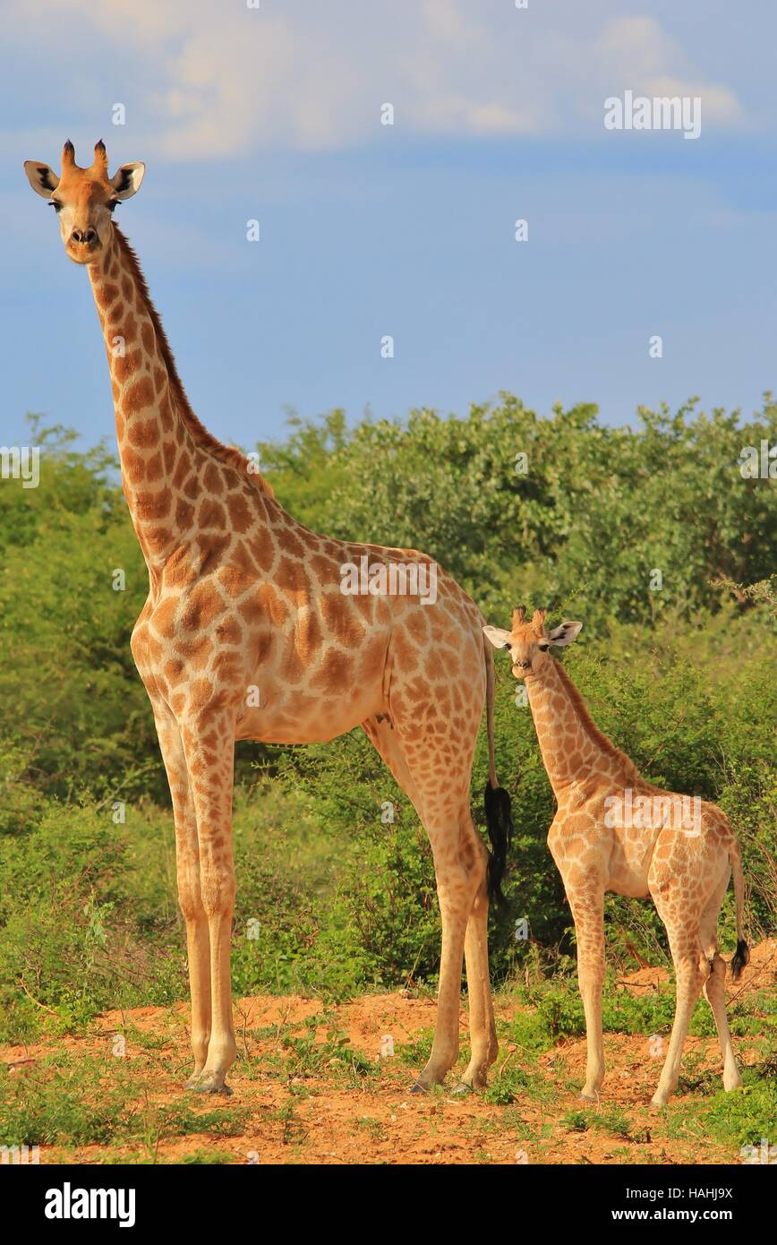 Giraffe - afrikanische Tierwelt-Hintergrund - Baby-Tiere und Mütter in freier Wildbahn Stockfoto
