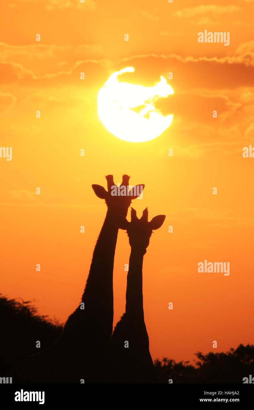 Giraffe Hintergrund - afrikanische Tierwelt-Silhouetten- Stockfoto