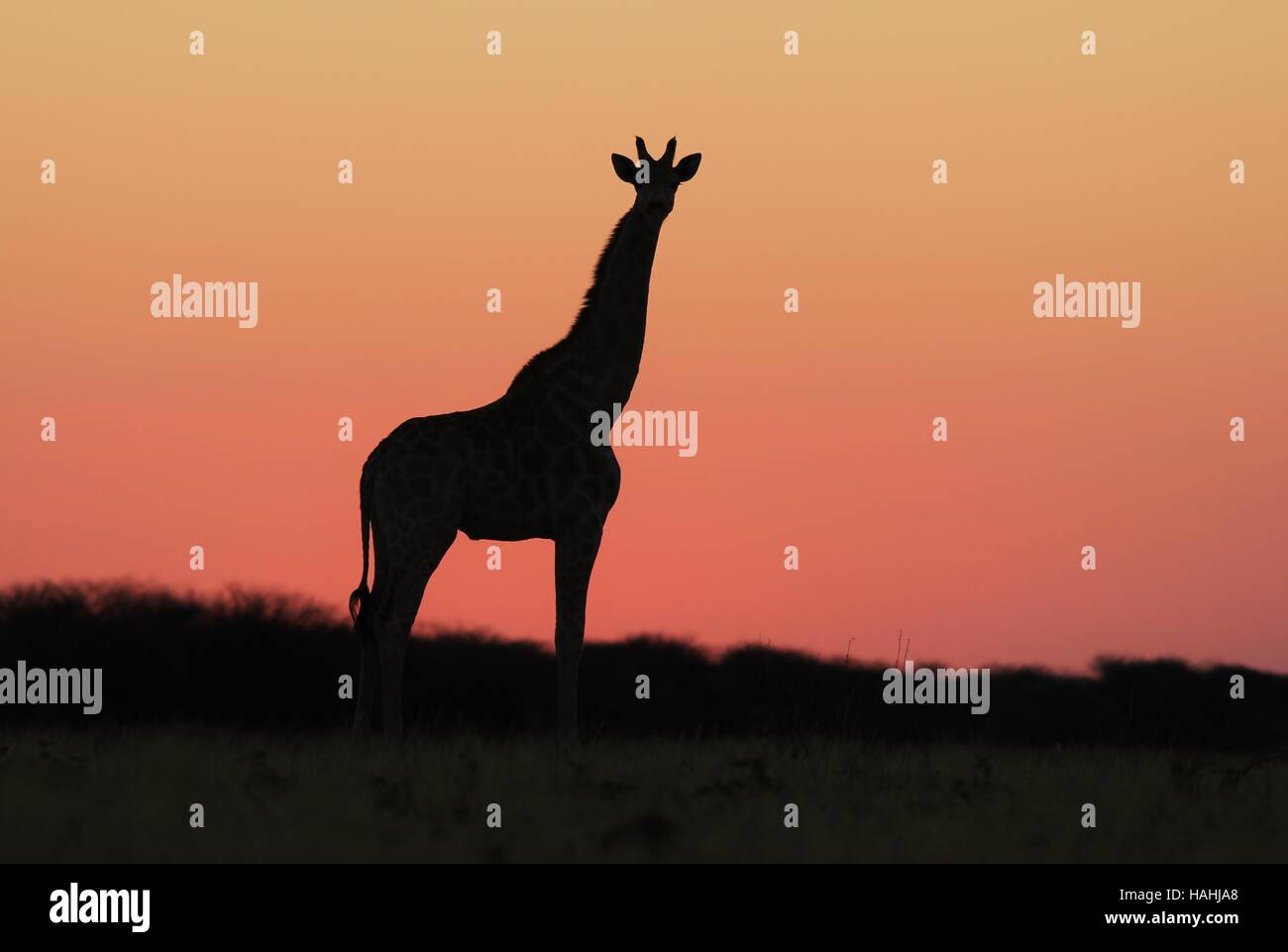 Giraffe Hintergrund - afrikanische Tierwelt-Silhouetten - rosa und rot in der Natur Stockfoto