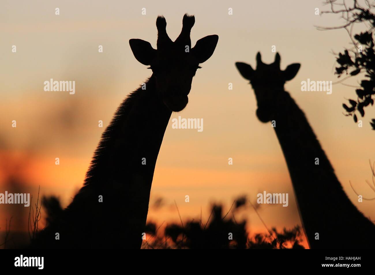Giraffe Hintergrund - afrikanische Tierwelt-Silhouetten - paar Hörner Stockfoto