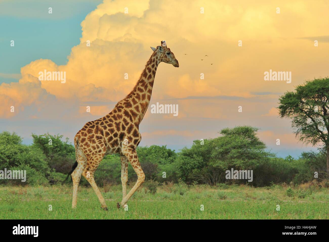 Giraffe Hintergrund - afrikanische Tierwelt Silhouetten - in den Sturm Stockfoto