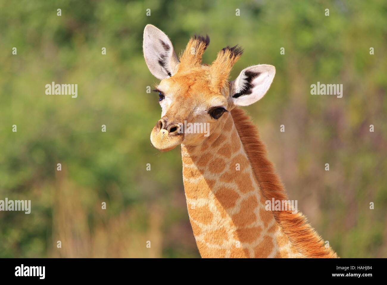 Giraffe - afrikanische Tierwelt-Hintergrund - Baby Tiere süß und liebenswert Stockfoto