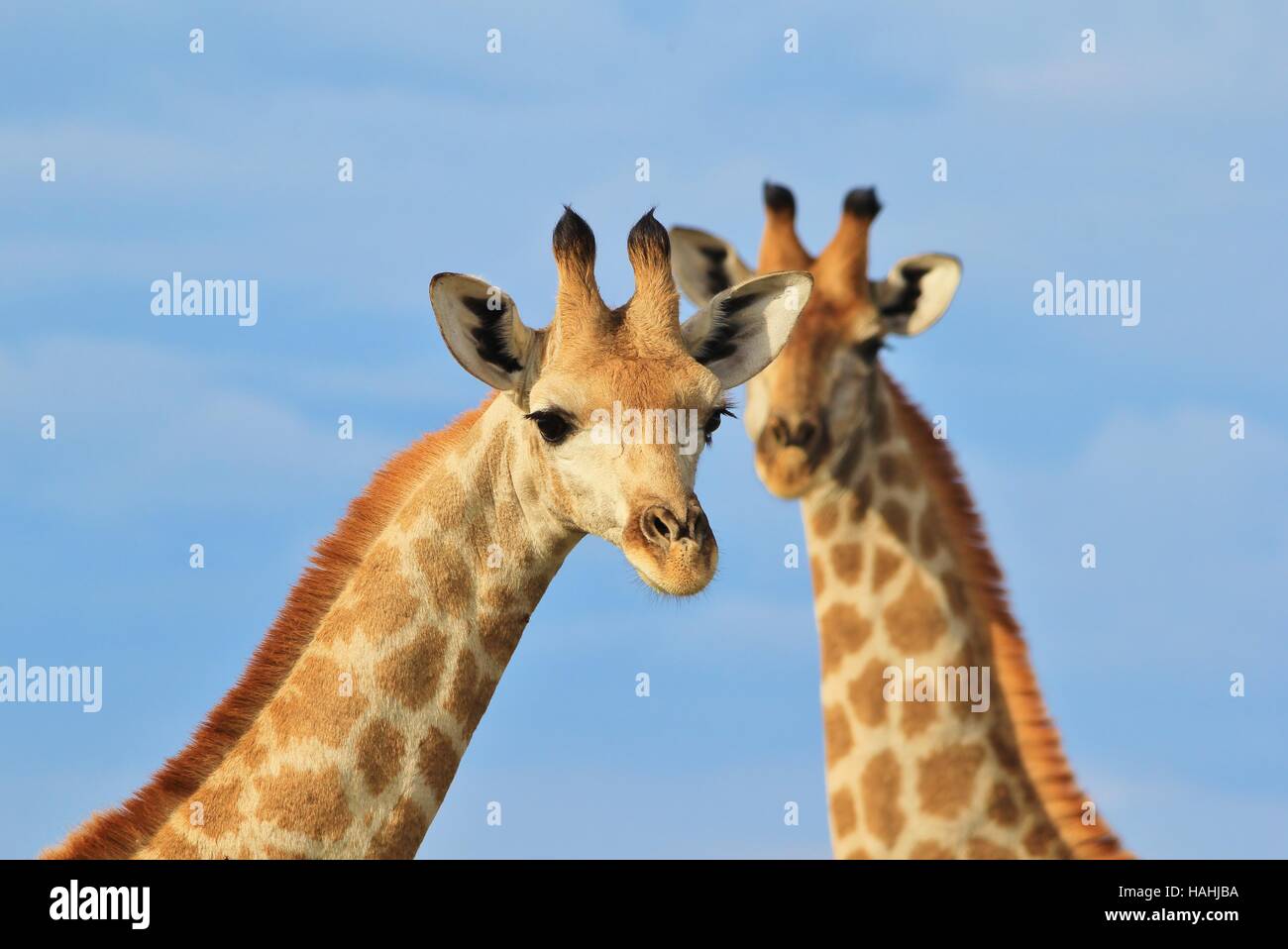 Giraffe - afrikanische Tierwelt-Hintergrund - paar Hälse Stockfoto