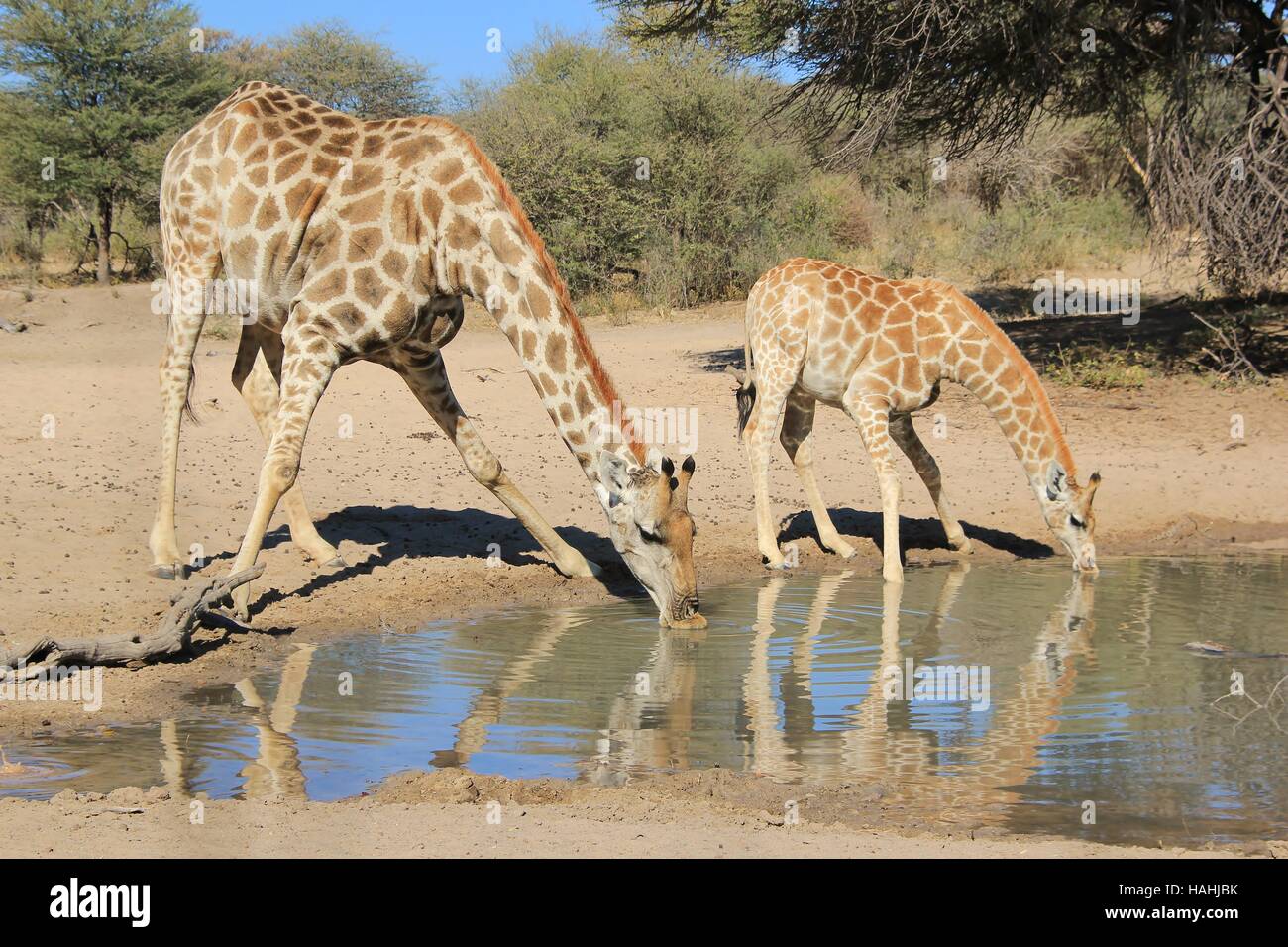 Giraffe Hintergrund - afrikanische Tierwelt in der Wildnis - baby Tiere und interessante stellt in der Natur - Splits für sips Stockfoto