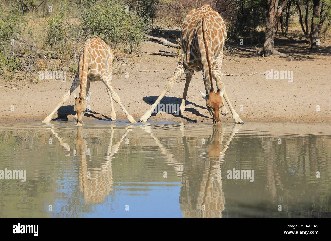 Giraffe Hintergrund - afrikanische Tierwelt in der Wildnis - baby Tiere und interessante stellt in der Natur - Splits für sips Stockfoto