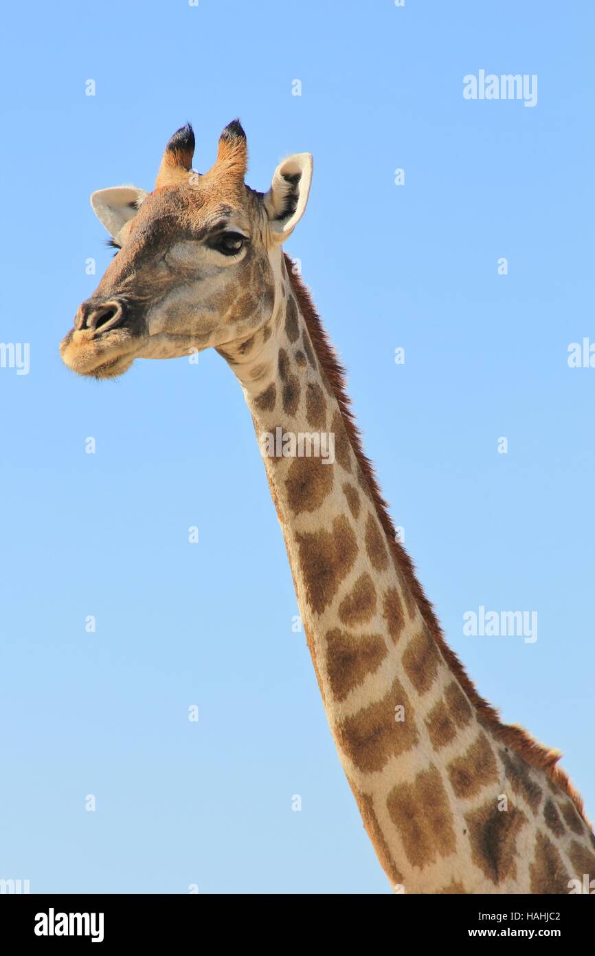 Giraffe - afrikanische Tierwelt-Hintergrund - Kuh von Körperhaltung und Schönheit Stockfoto