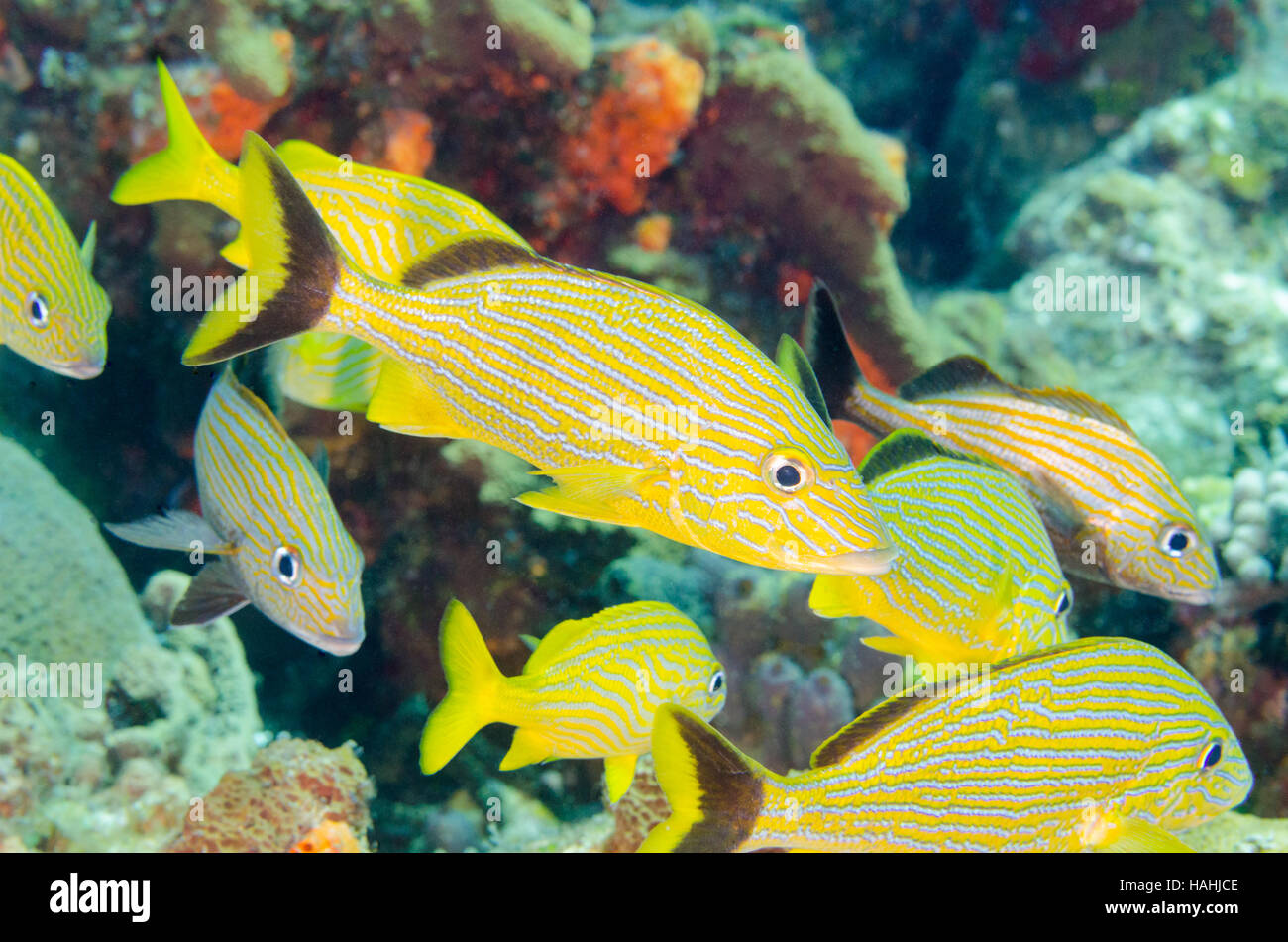 Blau gestreifter Grunt in einem Schwarm Fisch, der über Korallenriffe schwimmt. Stockfoto