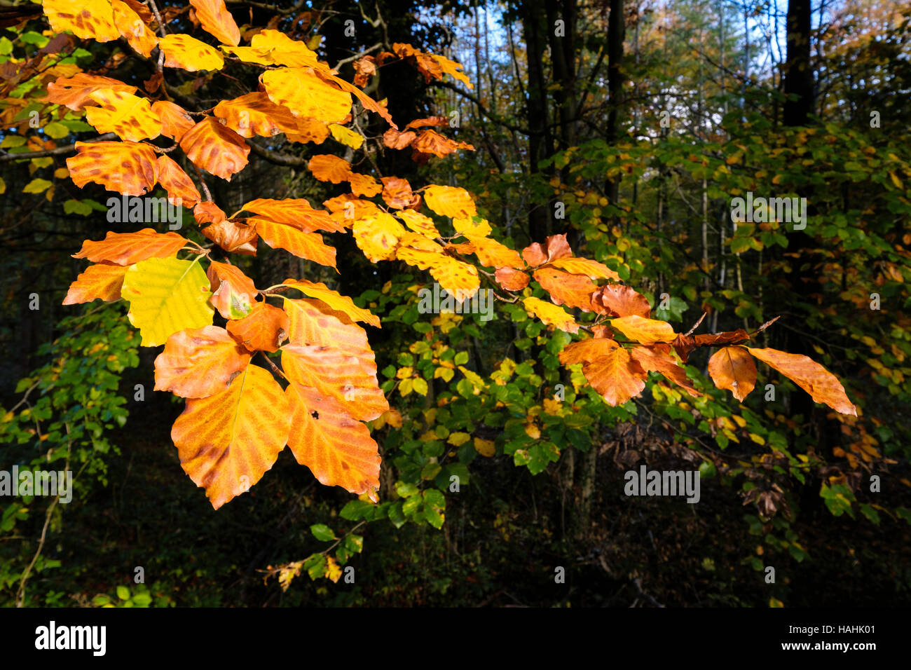 Wald in Hewelsfield Glos mit lebendigen Herbstfarben. Buche lässt im Vordergrund. Hewelsfield ist in der Nähe von Wye Valley. Stockfoto