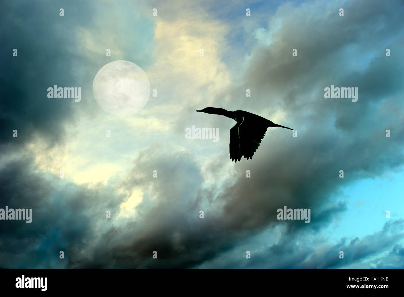 Vogel-Silhouette fliegen ist ein großer Vogel fliegen durch das Licht des Mondes. Stockfoto
