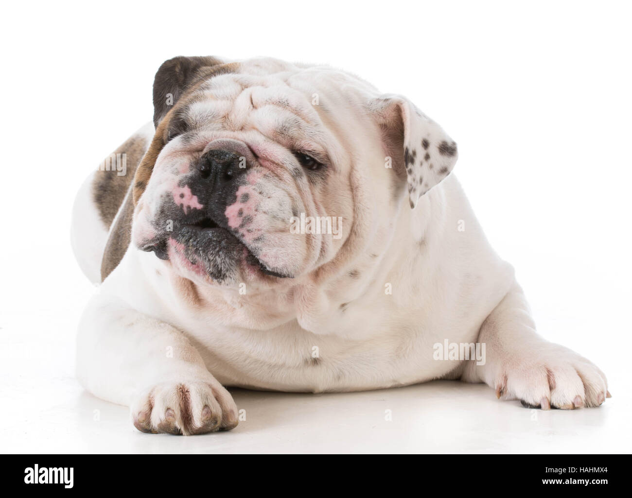 Bulldog mit Mund zu öffnen, im Gespräch mit Viewer auf weißem Hintergrund Stockfoto