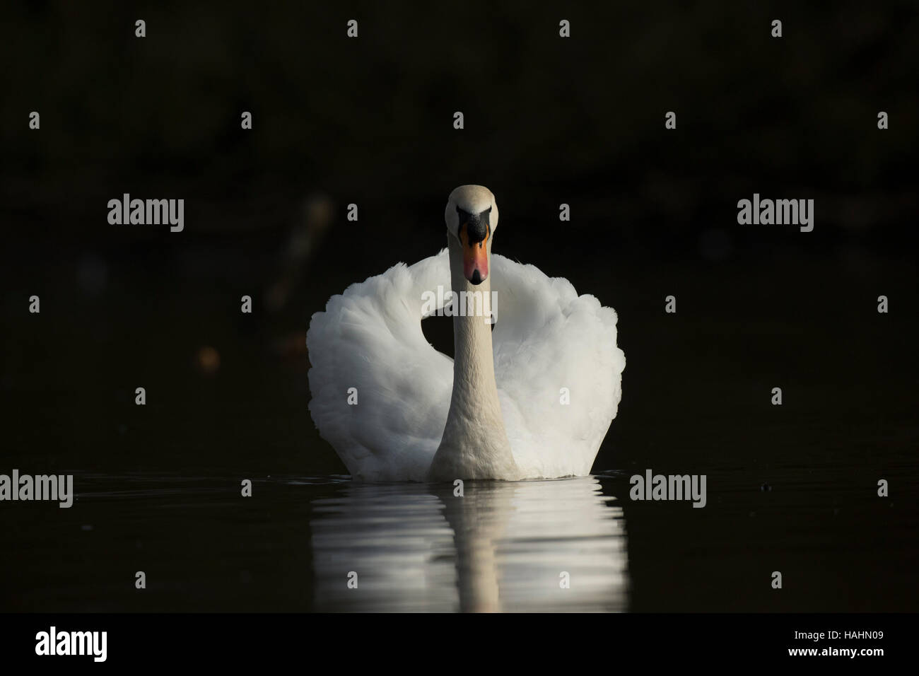 Männchen zeigen territorialen Körperhaltung. Stockfoto