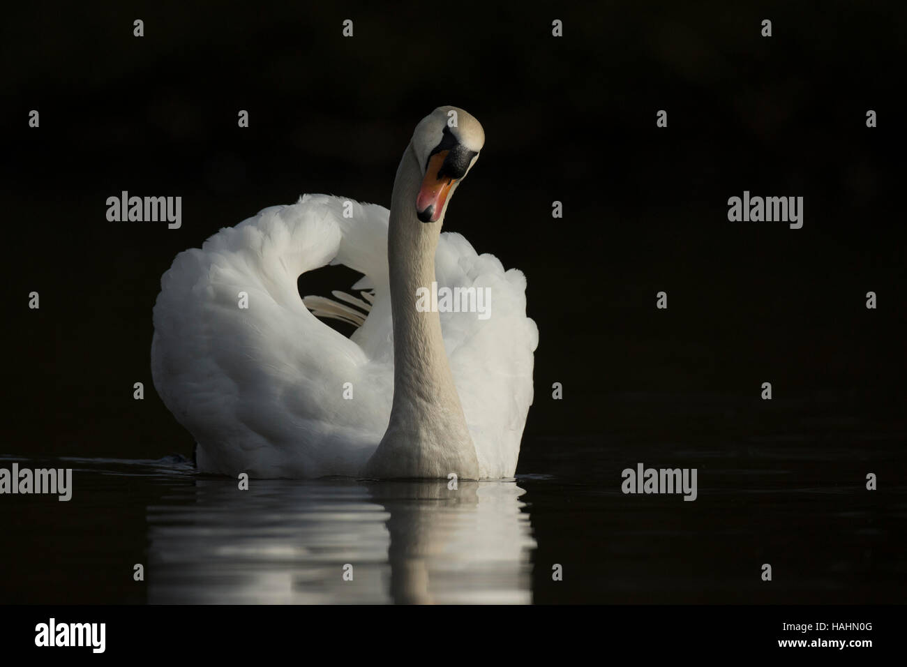 Männchen zeigen territorialen Körperhaltung. Stockfoto