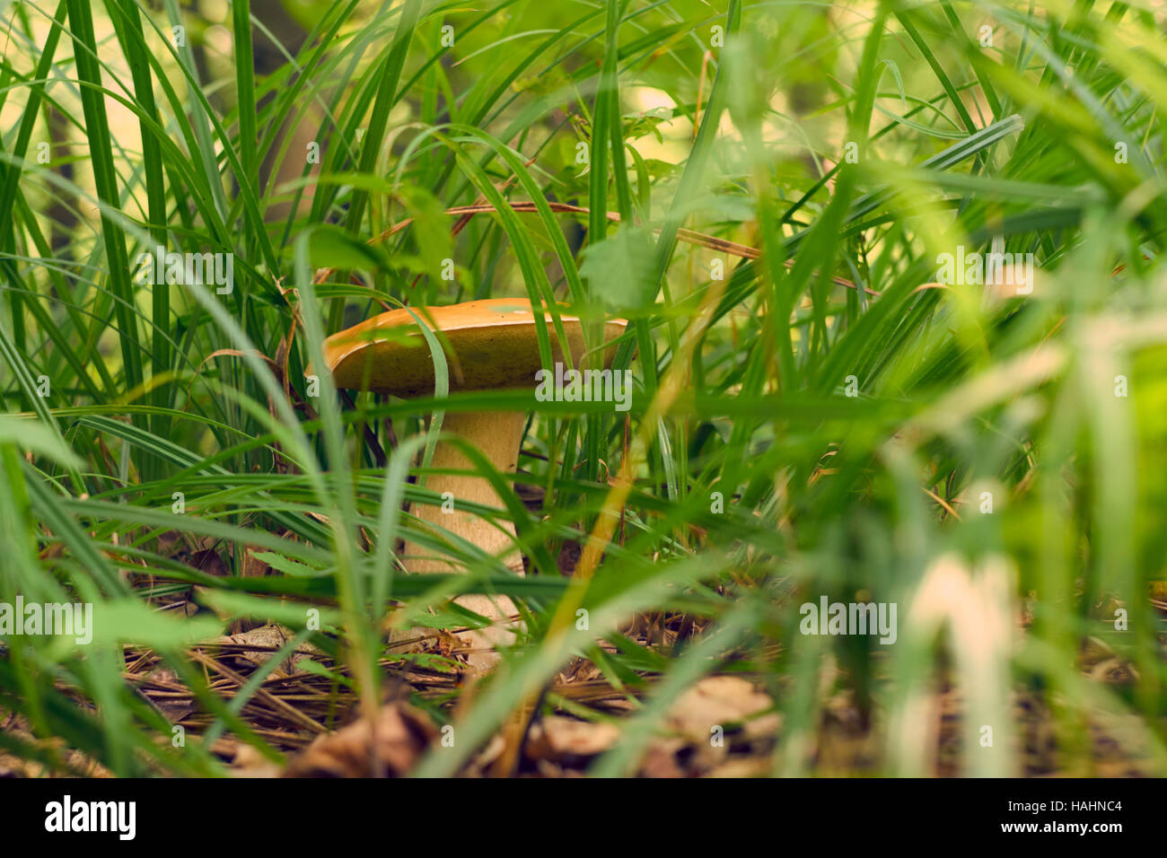 Weißer Pilz auf der grünen Wiese Stockfoto