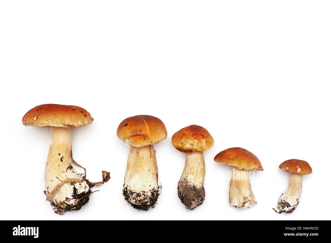 Weiße Birke Pilz (Boletus Betulicolus) auf einem weißen Hintergrund. Stockfoto