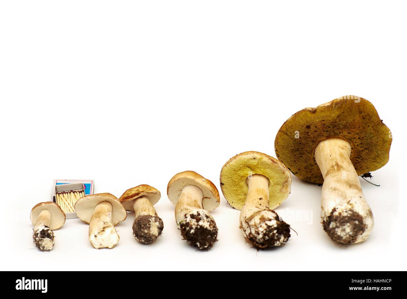 Weiße Birke Pilz (Boletus Betulicolus) auf einem weißen Hintergrund im Vergleich zu der Streichholzschachtel Stockfoto