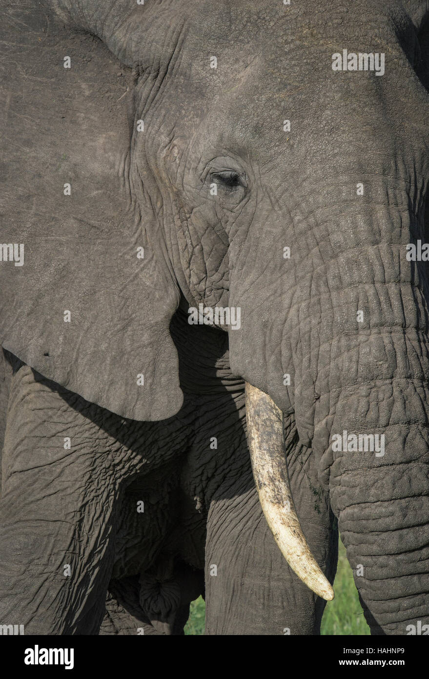 Afrikanischer Elefant (Loxodonta Africana) Nahaufnahme von Auge und tusk Stockfoto