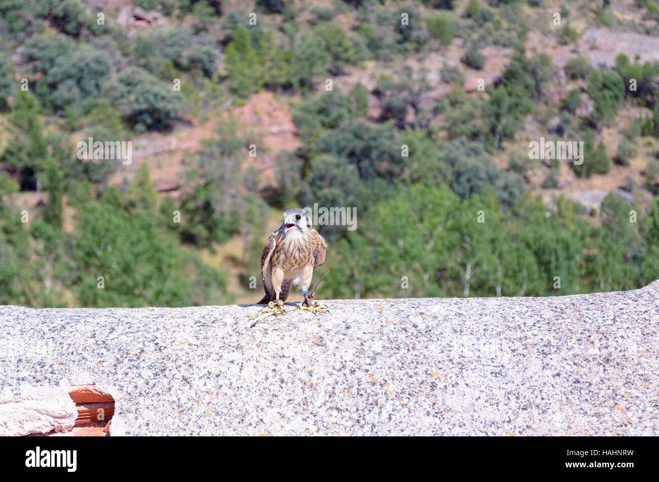 Falco Sparverius. Junge amerikanische Turmfalke mit einem GPS-System an seinem Bein gestellt über eine beschädigte Umfassungsmauer. Sonniger Tag im Sommer. Stockfoto