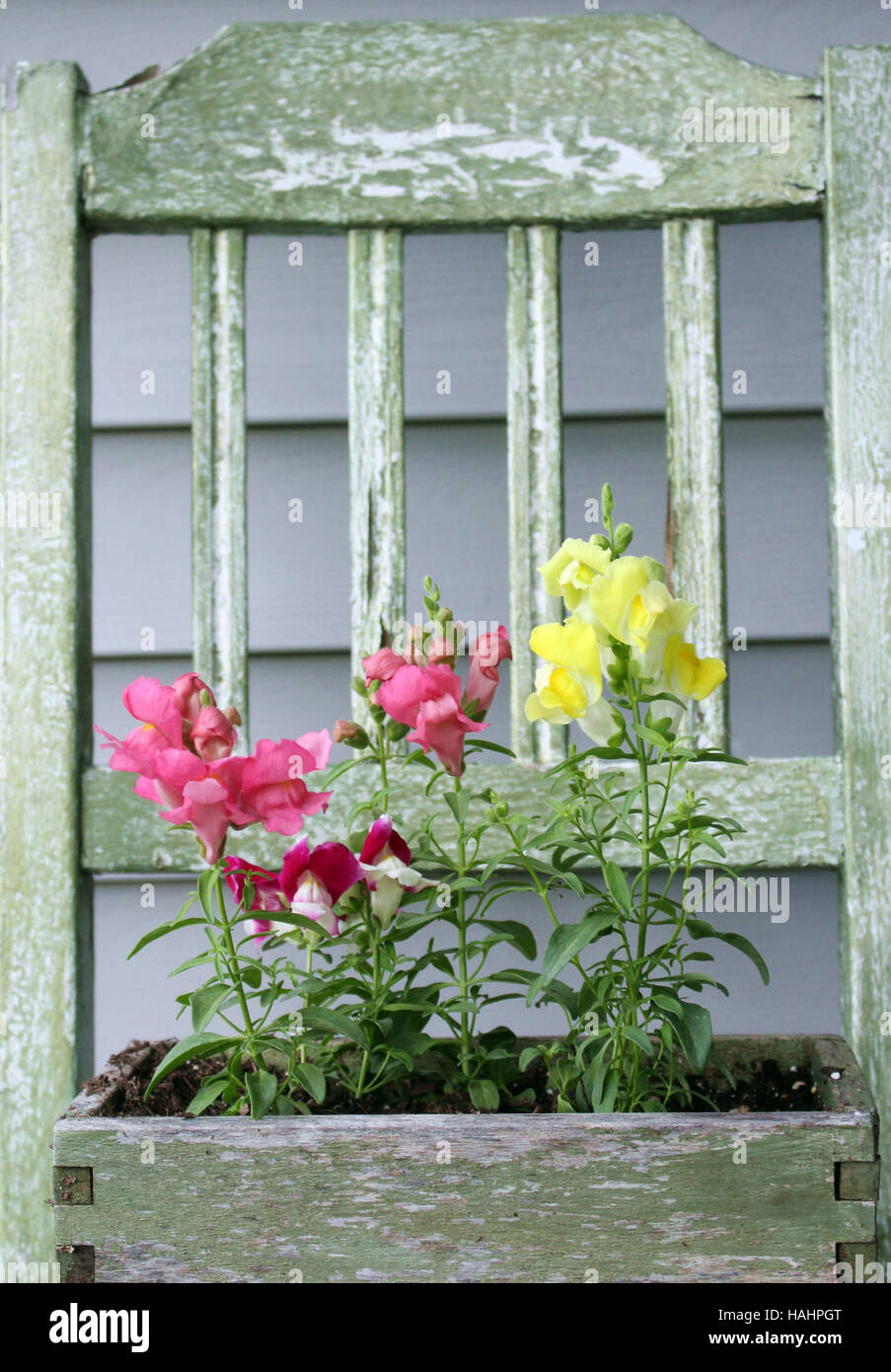 Floral Duschen Löwenmäulchen in einem verwitterten Holzstuhl Blumenkasten Stockfoto