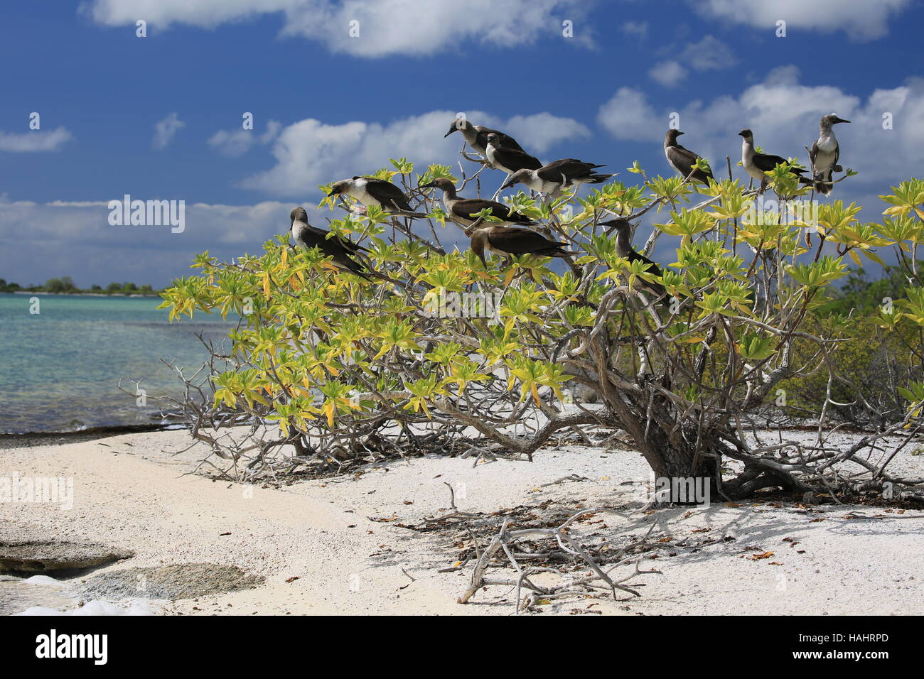 Braun Booby Jungtiere thront auf Tournefortia Argentea Baum, Weihnachten (Kiritimati) Insel, Kiribati Stockfoto