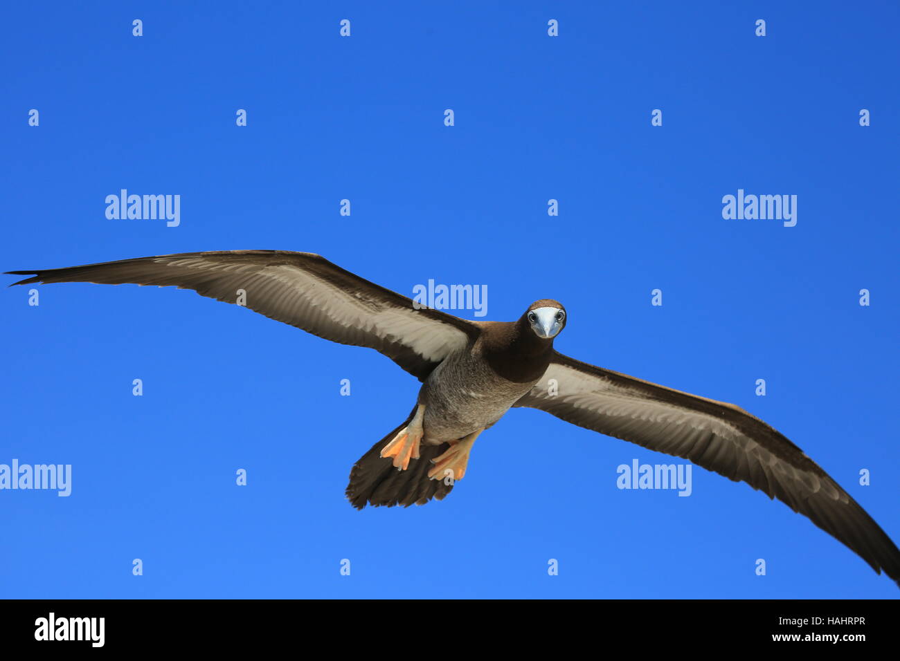 Fliegende braun Booby Juvenile, Weihnachten (Kiritimati) Insel, Kiribati Stockfoto