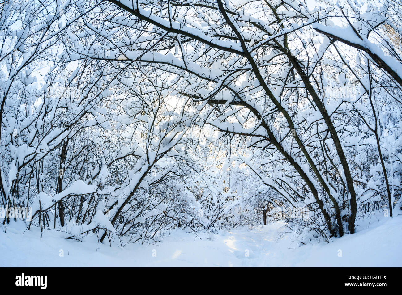 Schneebedeckte Winterbäume Stockfoto