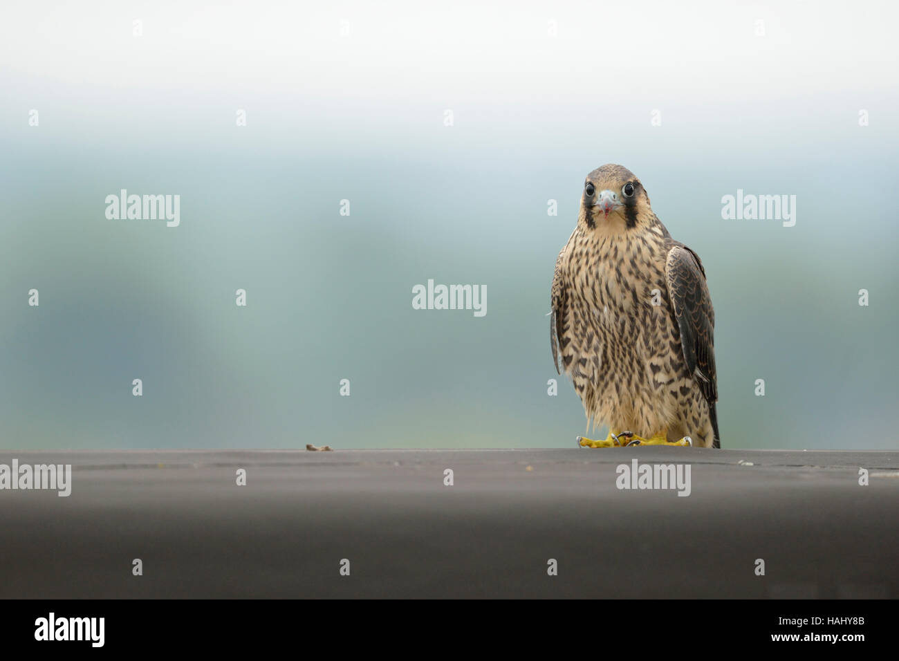 Duck Hawk / Wanderfalke (Falco Peregrinus), junge Greifvogel, sitzen am Rande eines Daches auf einem Industriegebäude, Tierwelt. Stockfoto
