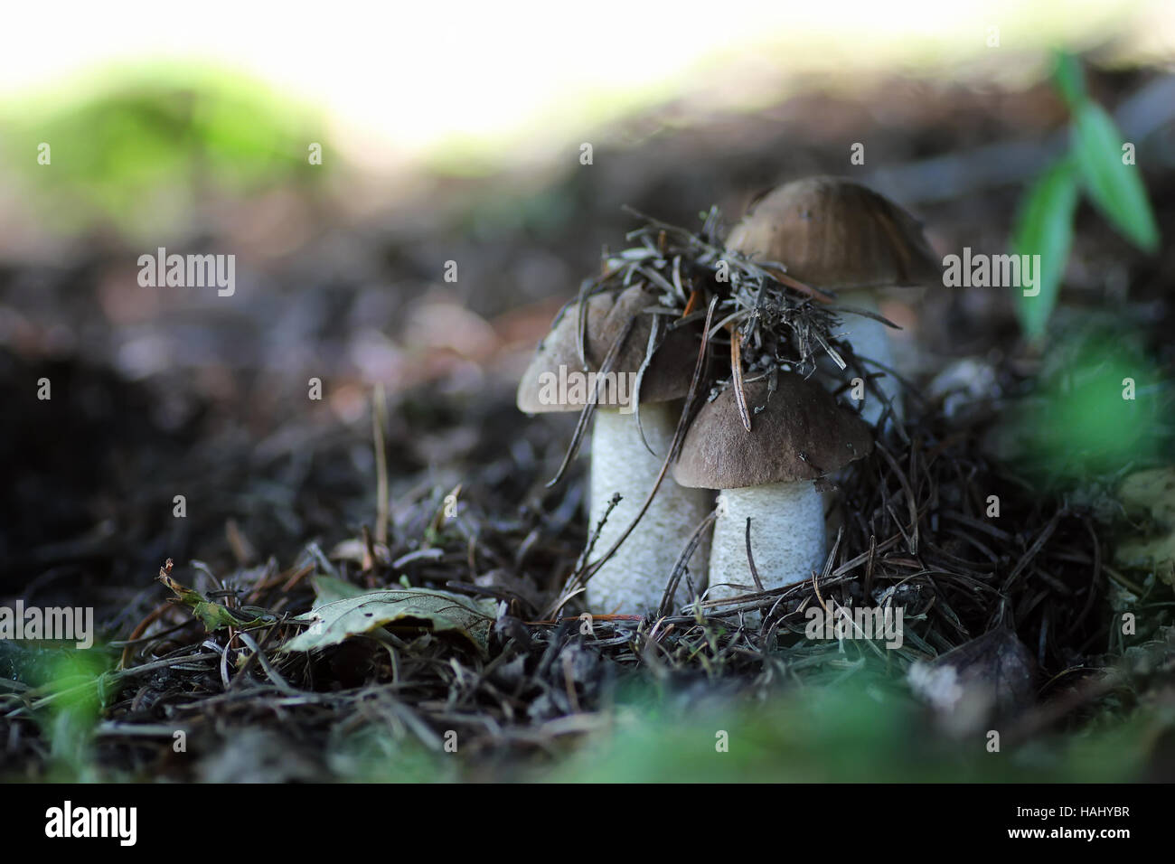 essbare braune Haube Steinpilzen Hut Pilz Stockfoto
