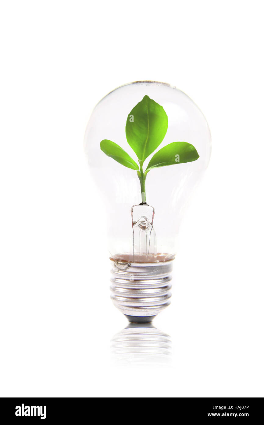Eco-Konzept: Glühbirne mit Grünpflanze im Inneren Stockfoto