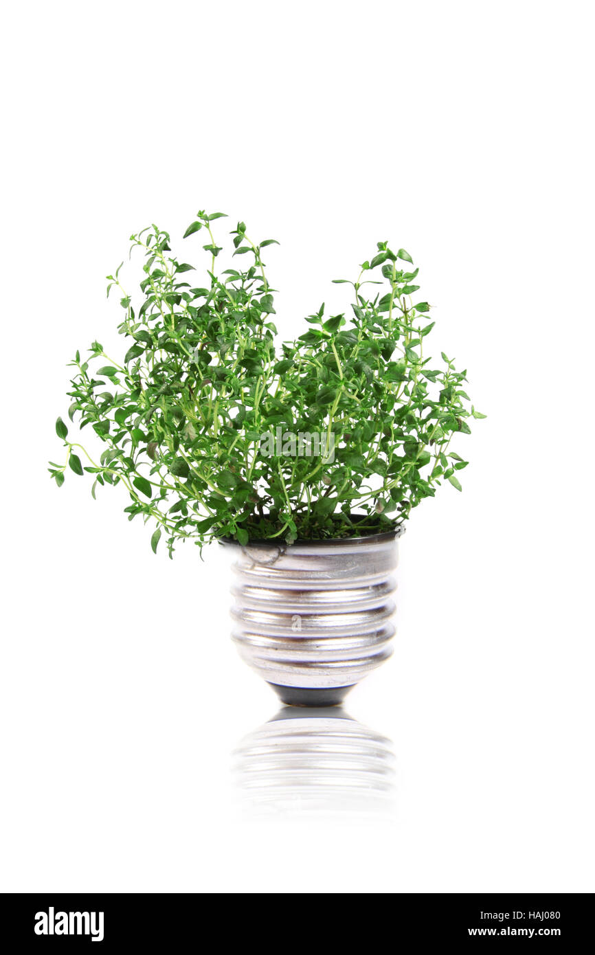 Glühbirne mit Grünpflanze im Inneren Stockfoto