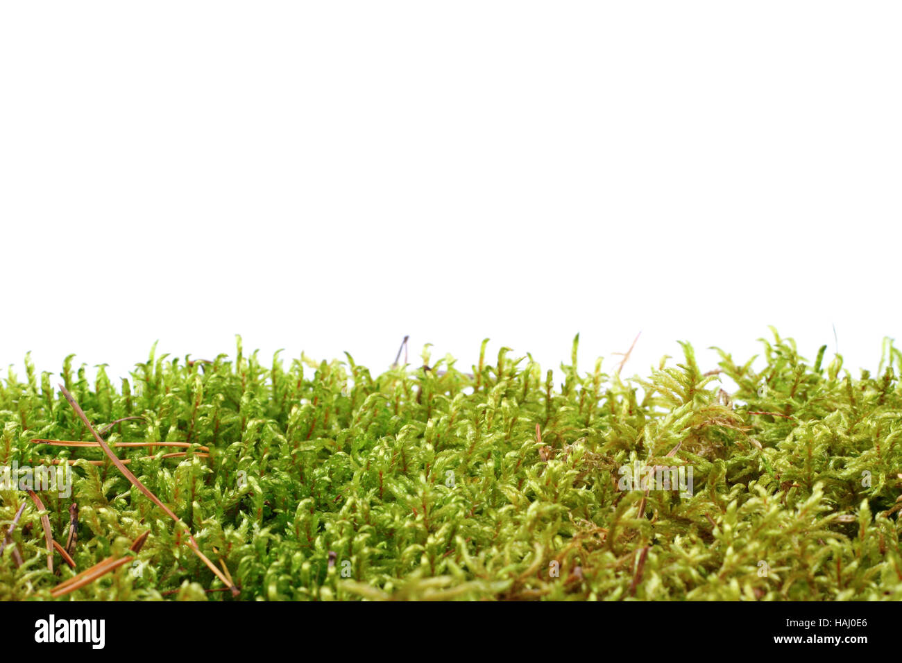 Green moss isolated on white background Stockfoto