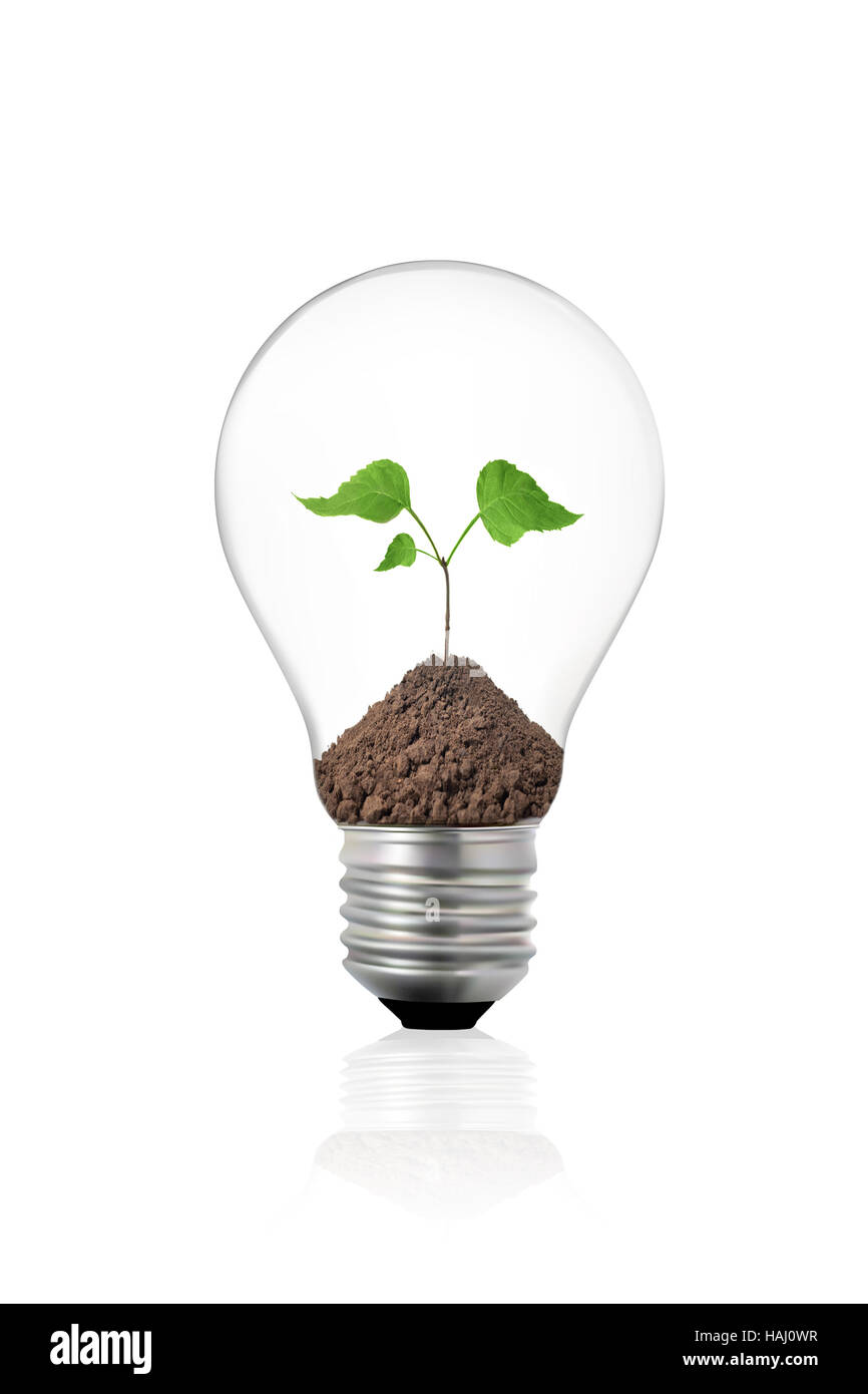 Eco-Konzept: Glühbirne mit Grünpflanze im Inneren Stockfoto