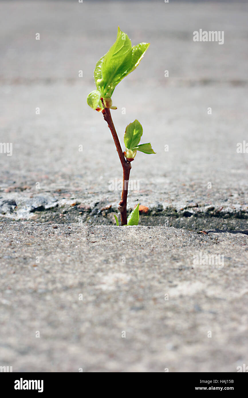 Baum wächst durch Riss im Asphalt Stockfoto
