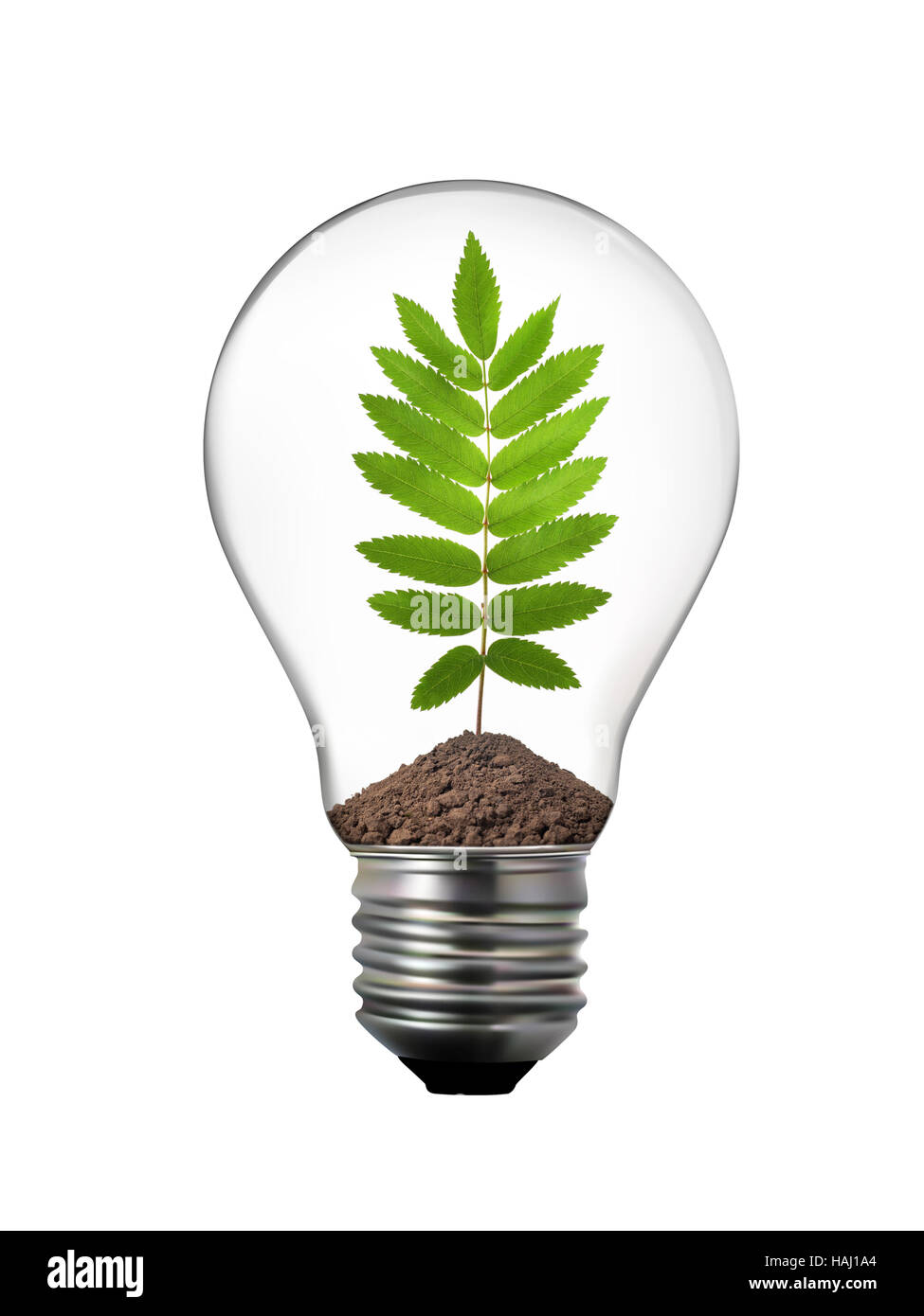 Eco-Konzept - Glühbirne mit Rowan Blatt innerhalb Stockfoto