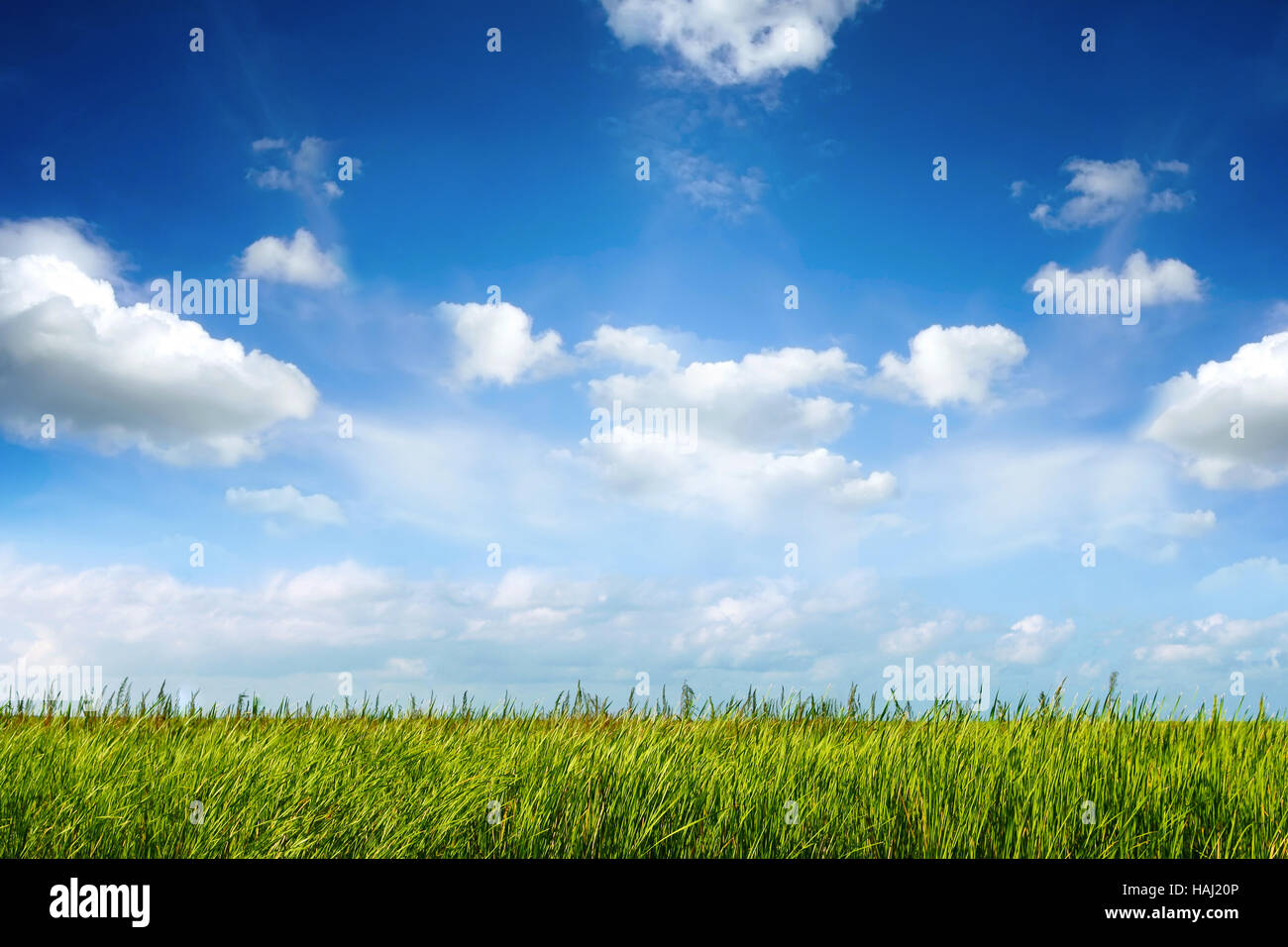 Feld Grün frisches Gras unter blauem Himmel Stockfoto