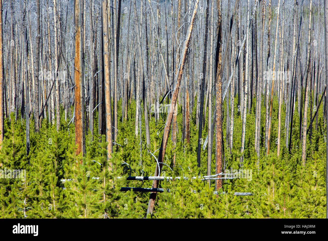 Regeneration von Bäumen, die Waldbrände in der Nähe von Dunraven Pass, Yellowstone-Nationalpark verbrannt; Wyoming; USA Stockfoto