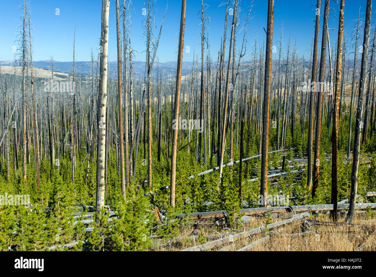 Regeneration von Bäumen, die Waldbrände in der Nähe von Dunraven Pass, Yellowstone-Nationalpark verbrannt; Wyoming; USA Stockfoto