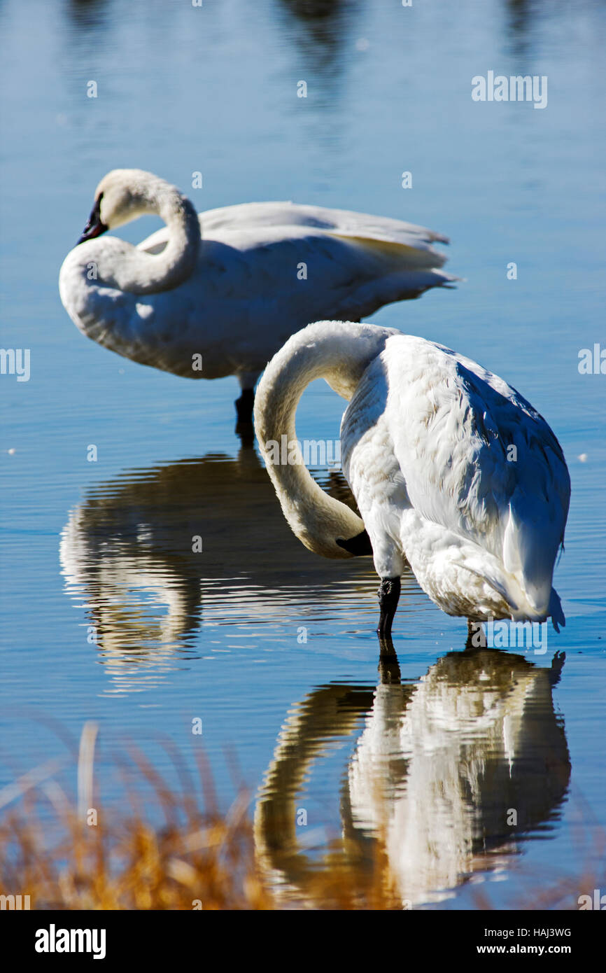 Trumpeter Schwäne (Cygnus Buccinator), größte einheimische nordamerikanische Vogel, Gardners Loch, Yellowstone-Nationalpark; Wyoming; USA Stockfoto