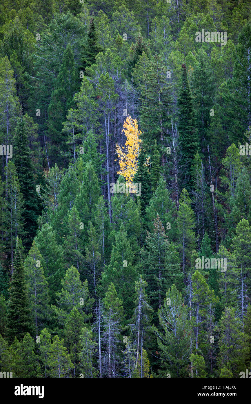 Einsamer Aspen Baum golden mit Herbstfarben unter Lodgepole Kiefern, Grand-Teton-Nationalpark, Wyoming, USA Stockfoto