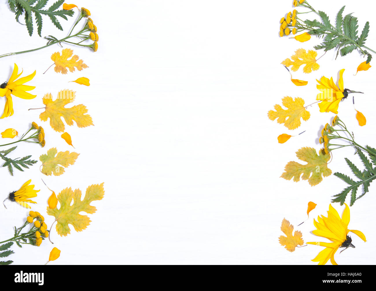 Rahmen auf dem Hintergrund der gelben Blüten und leaves.concept im Herbst. Geben Sie flach, oben Ansicht von Stockfoto