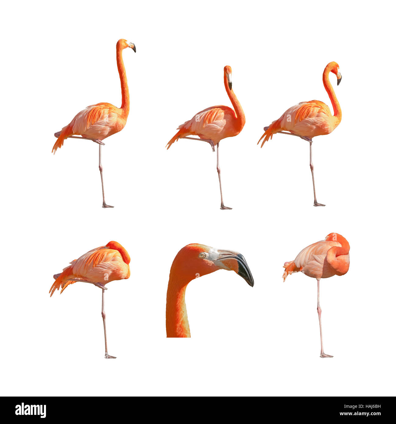 Mehr Flamingos, schlafen, ausruhen und isoliert auf weißem Hintergrund stehen. Pack von Bildern. Stockfoto