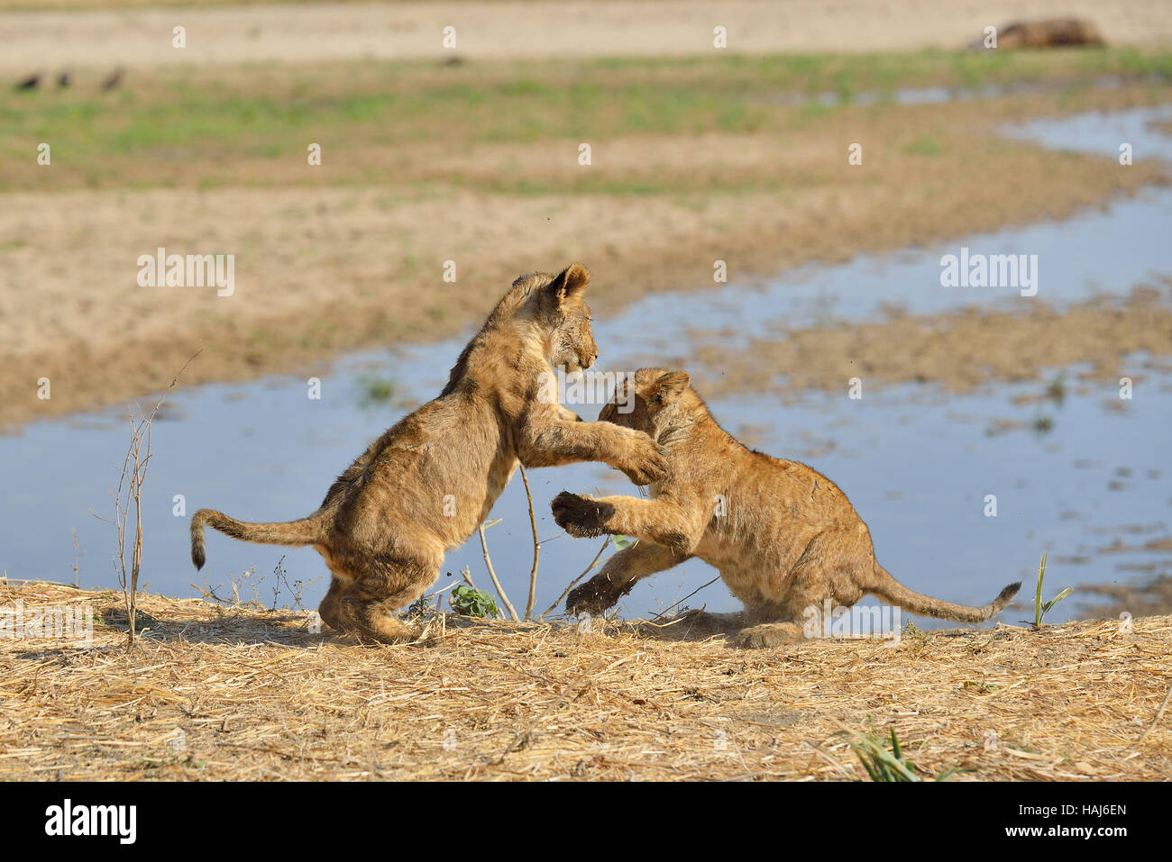 Löwenbabys spielen Stockfoto