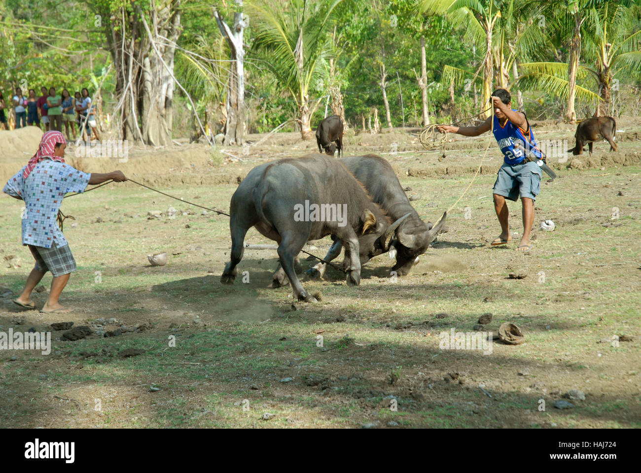 Zwei Carabao kämpfen am Reisfeld, Philippinen. Stockfoto