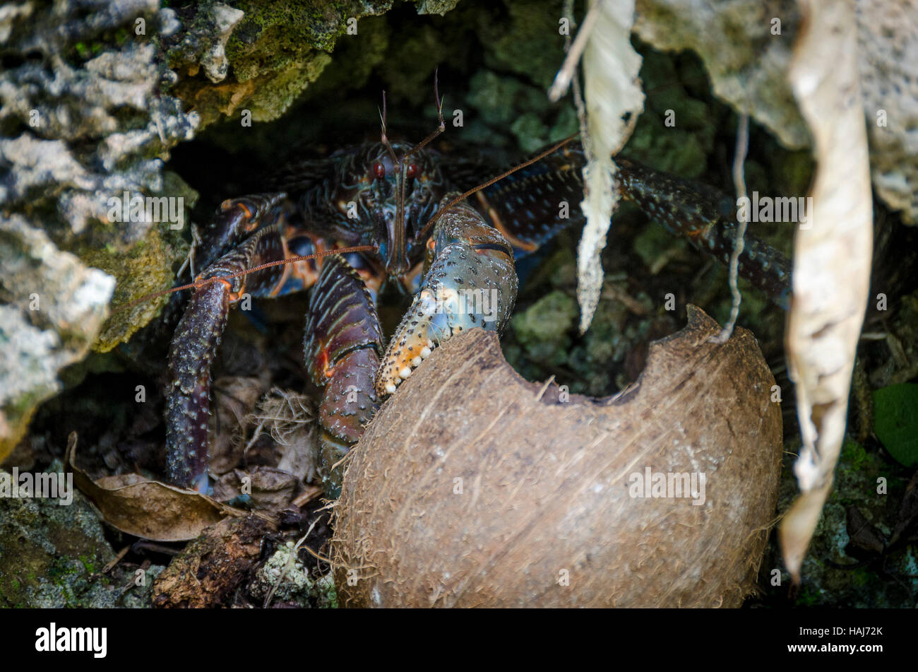 Uga, Kokosnuss Krabbe, Talava, Niue, Südpazifik, Ozeanien Stockfoto