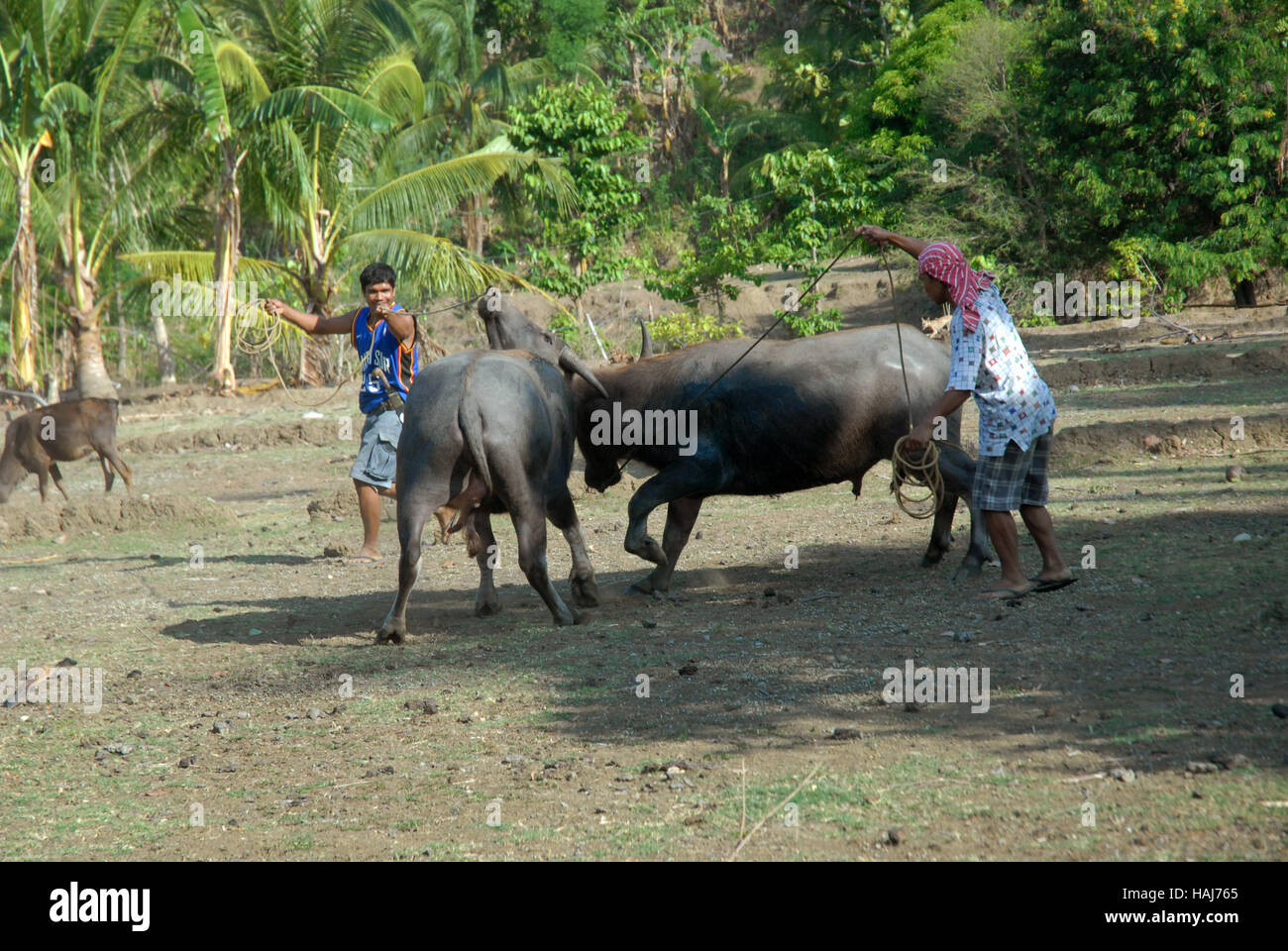 Zwei Carabao kämpfen am Reisfeld, Philippinen. Stockfoto