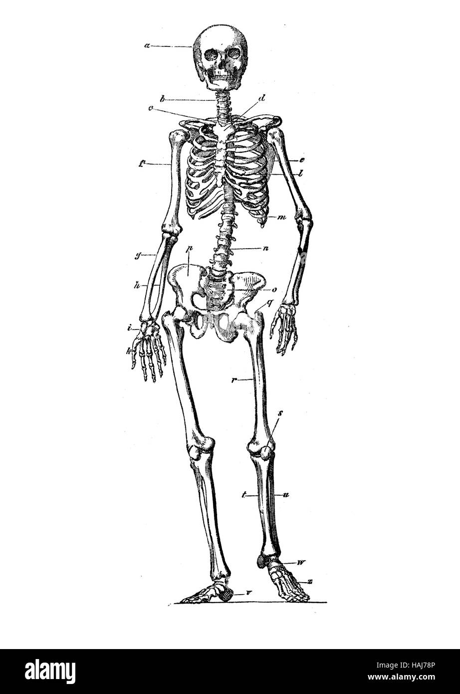 Menschliches Skelett stehend Anatomie, Gravur XIX. Jh. Stockfoto