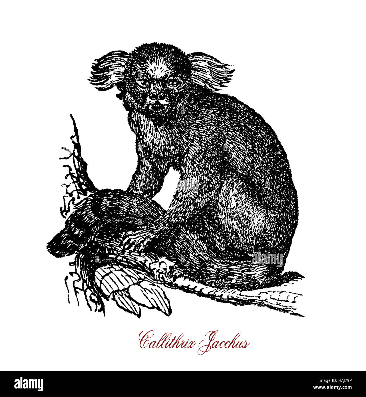 Weißbüschelaffe, Nägel kleiner Affe, gebürtig aus Brasilien mit long-Tail, weiße Ohr Tufts und Greifer-wie an den Fingern. Stockfoto