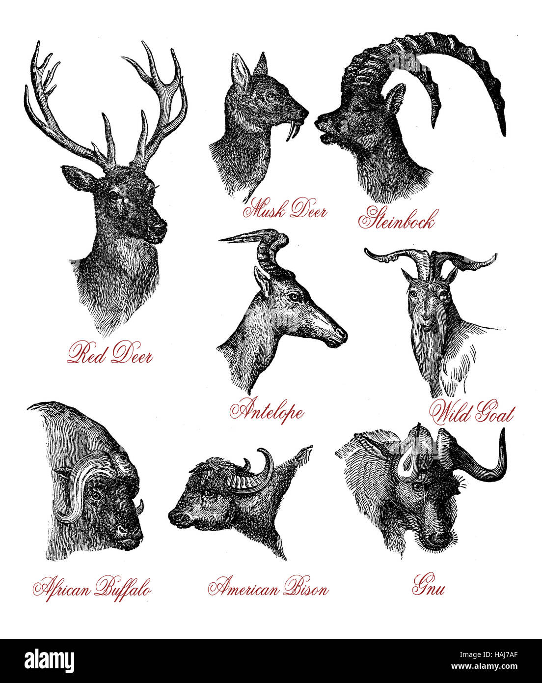 Vintage Wildlife Gravur Abbildung der Hirsche, Ziegen und Bison gehörnte Köpfe Stockfoto
