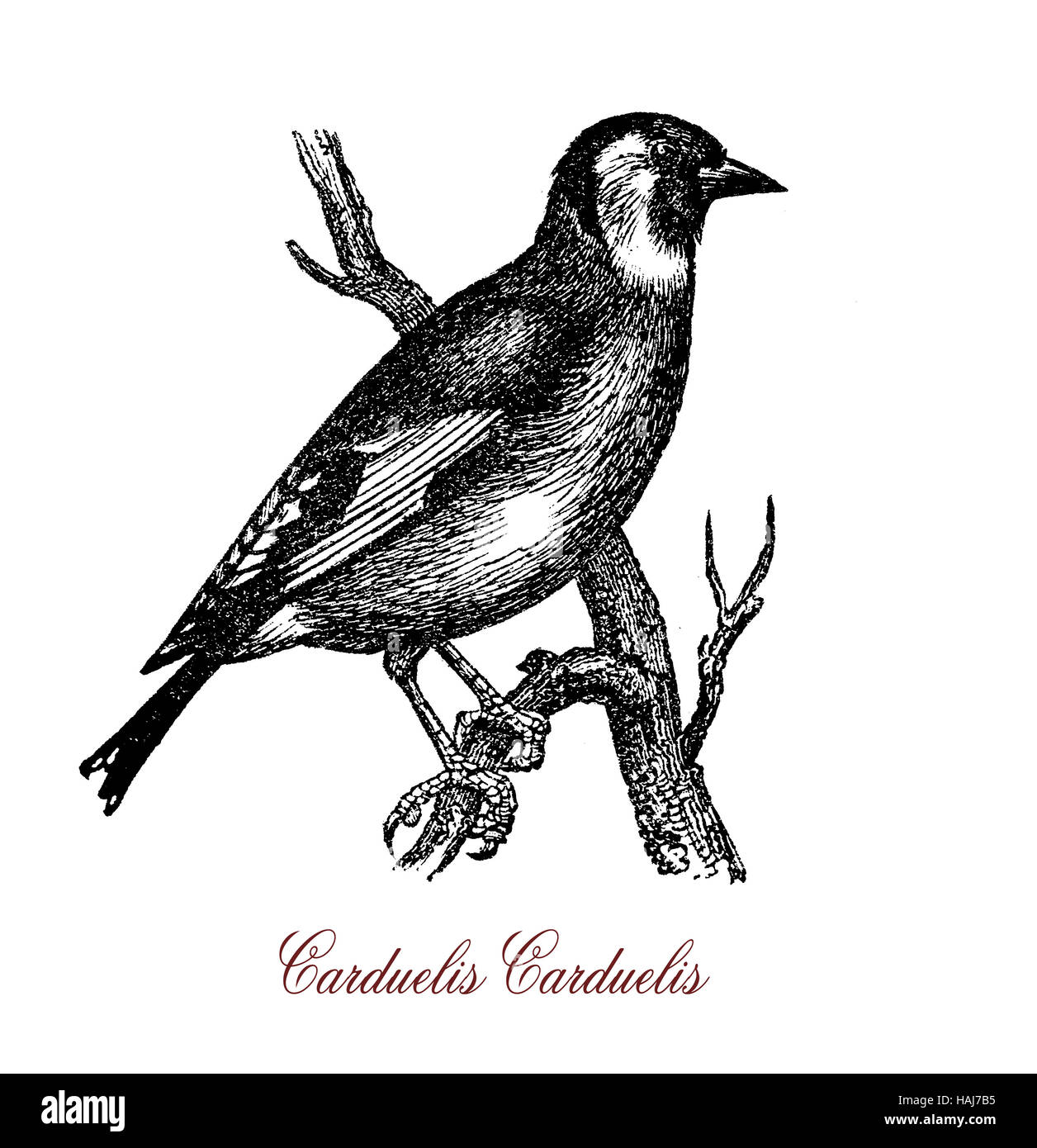 Zuchtjahr ist ein europäischer kleinen niedlichen Samen Esser Vogel mit bunten Gefieder Stockfoto